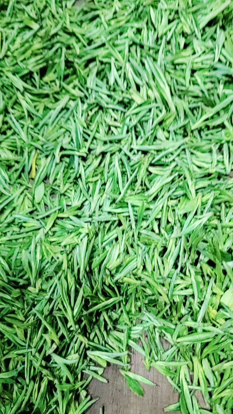 茶叶，安吉白茶，黄金芽，红茶