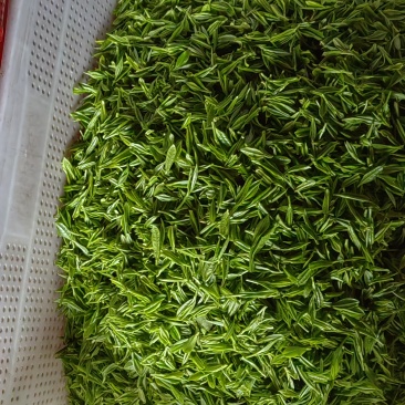 茶叶，安吉白茶，黄金芽，红茶