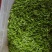 茶叶，安吉白茶，黄金芽，红茶