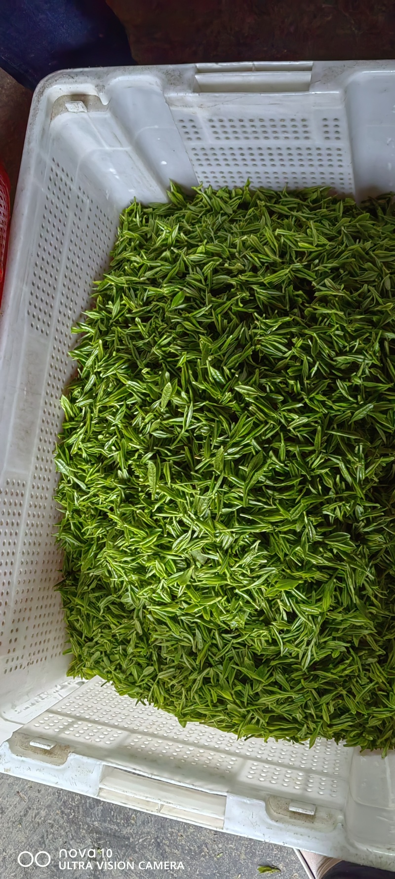 茶叶，安吉白茶，黄金芽，红茶