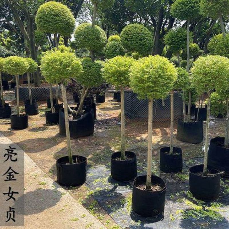 低价批发亮晶女贞棒棒糖整车装