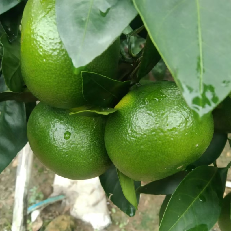 【推荐】早熟蜜橘/精品蜜橘/产地直发/对接商超批发市场