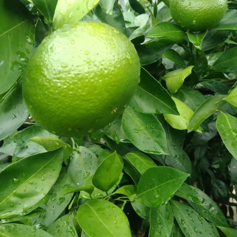 【推荐】早熟蜜橘/精品蜜橘/产地直发/对接商超批发市场