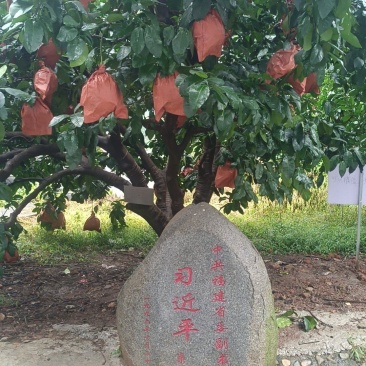 玉米