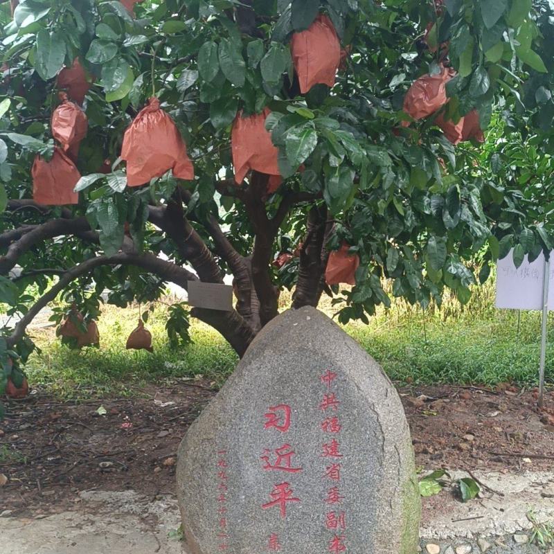 玉米