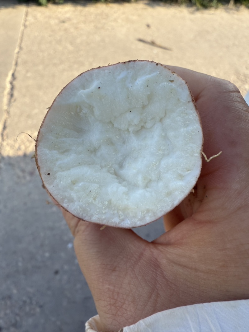 红薯哈蜜红薯条形正口感好现挖现发产地直供欢迎咨询