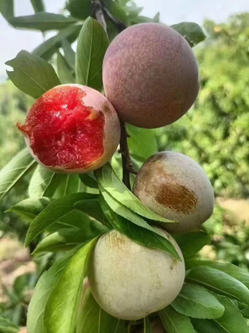 玉米