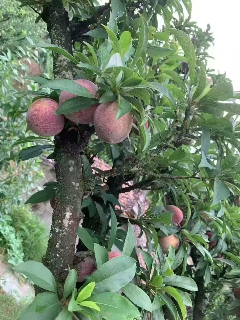 玉米