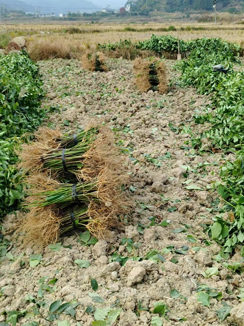 湖南怀化勾藤苗大小规格齐全根系粗壮毛根多易成活提供技术