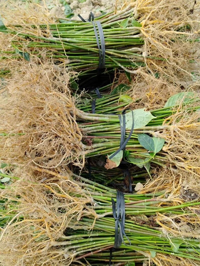 湖南怀化勾藤苗大小规格齐全根系粗壮毛根多易成活提供技术