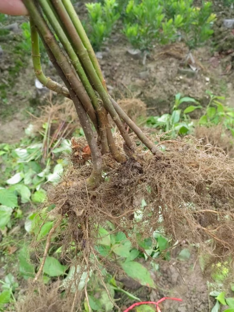 湖南怀化勾藤苗大小规格齐全根系粗壮毛根多易成活提供技术