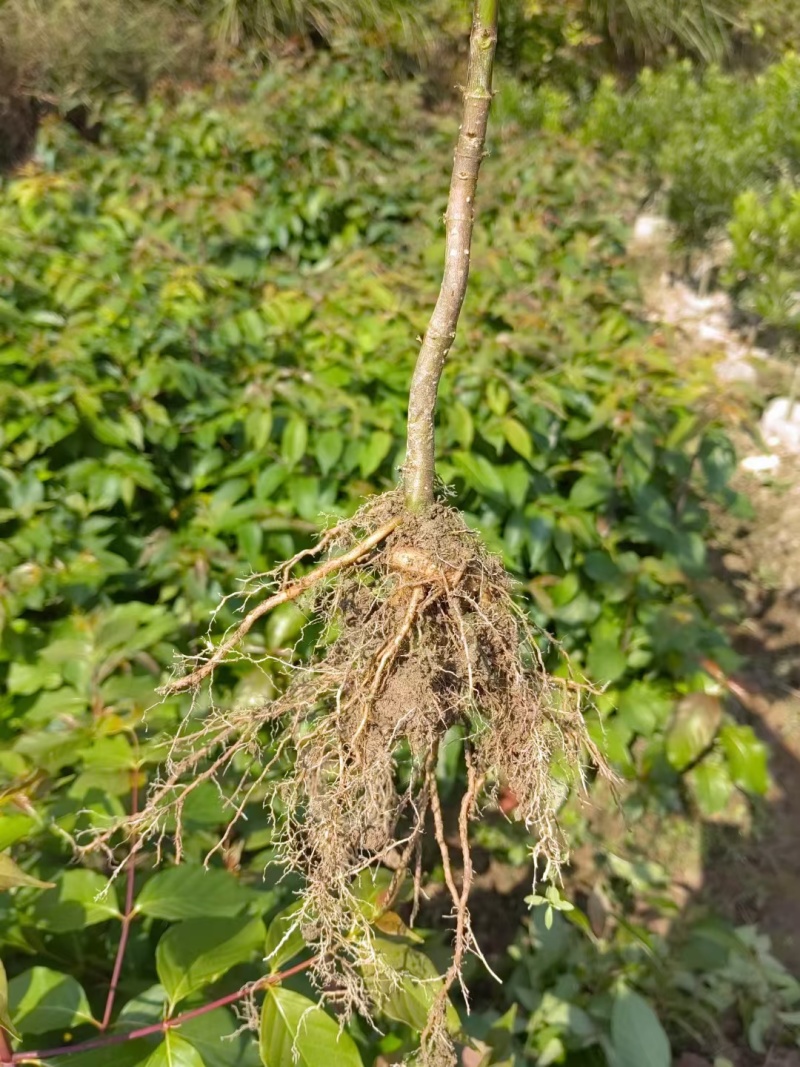 湖南怀化勾藤苗大小规格齐全根系粗壮毛根多易成活提供技术