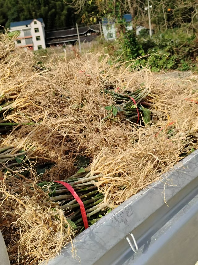 湖南怀化勾藤苗大小规格齐全根系粗壮毛根多易成活提供技术