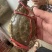 连云港梭子蟹，价格透明包肥，当天采购当天发，一分钱一分货