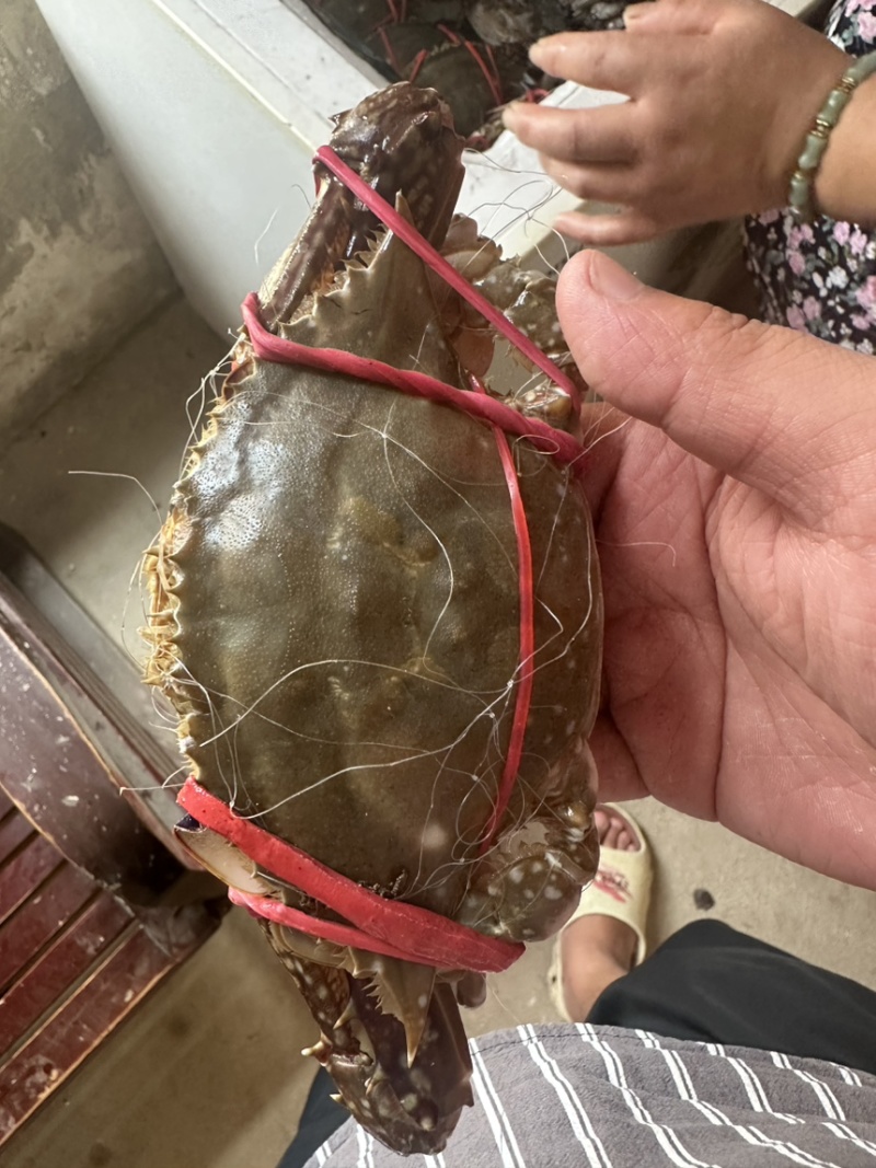 连云港梭子蟹，价格透明包肥，当天采购当天发，一分钱一分货