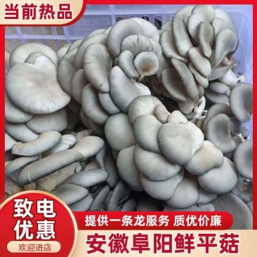 【实力商家】精品鲜平菇产地直发一手货源品质保证代发