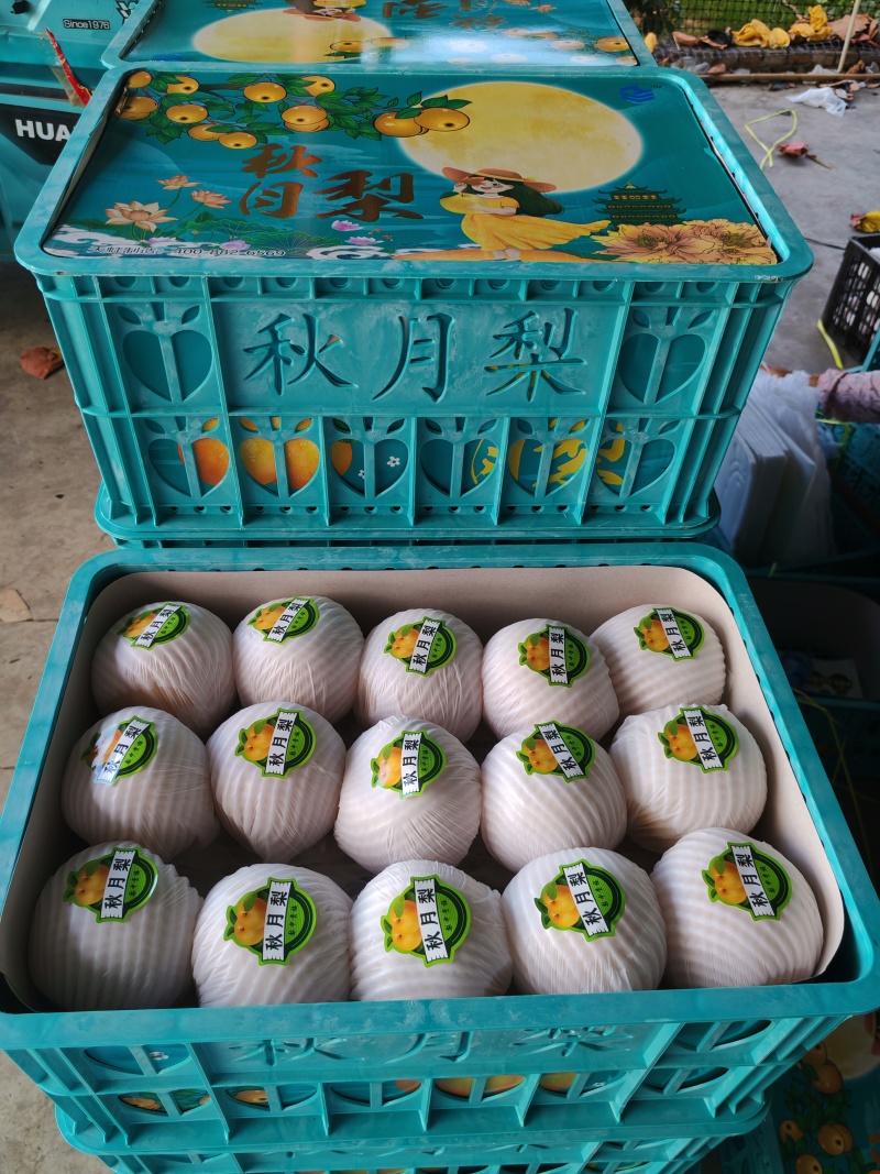 砀山秋月梨一手货源产地直发供应市场电商商超