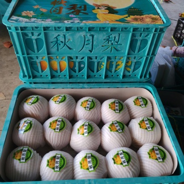 砀山秋月梨一手货源产地直发供应市场电商商超