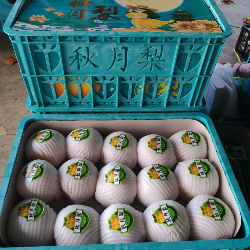 砀山秋月梨一手货源产地直发供应市场电商商超