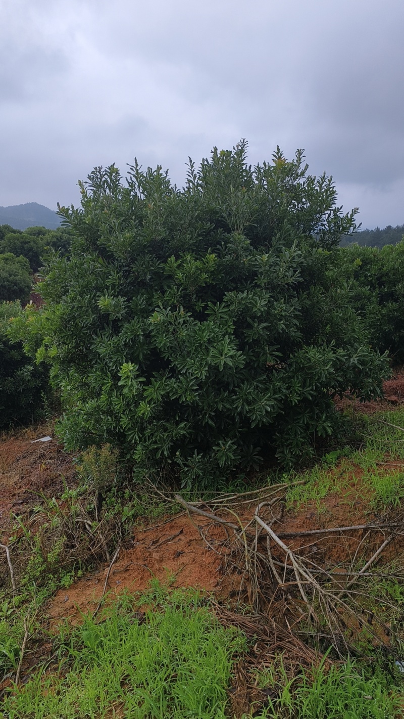 杨梅树