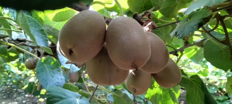 农大金蜜，黄心，口感蜜甜，诚信第一本地特产