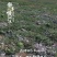 景泰县寺滩村庙井滩旱地籽瓜
