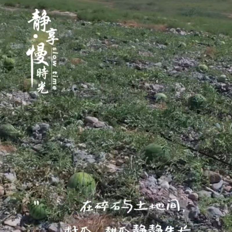 景泰县寺滩村庙井滩旱地籽瓜