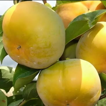 太秋甜柿