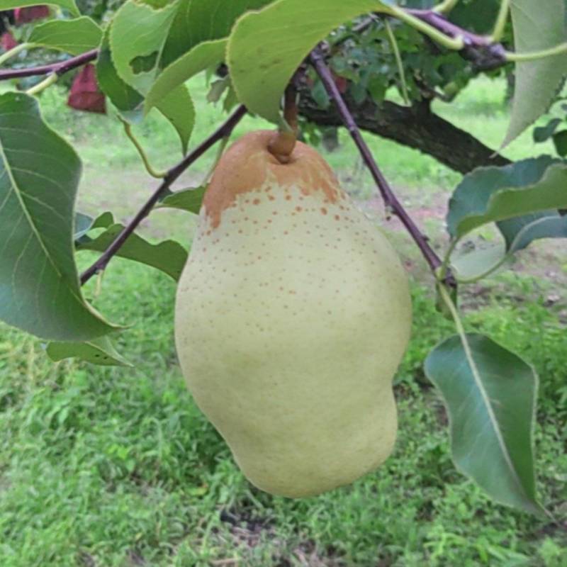 捂久香梨