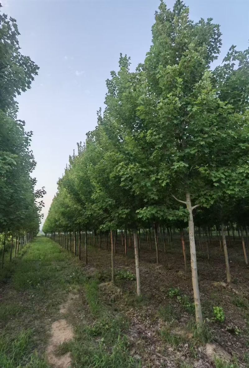 陕西美国红枫米荆8~10厘米精品美国红枫