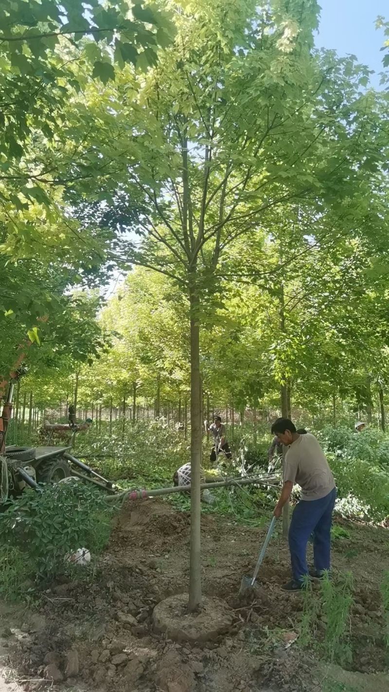 陕西美国红枫米荆8~10厘米精品美国红枫