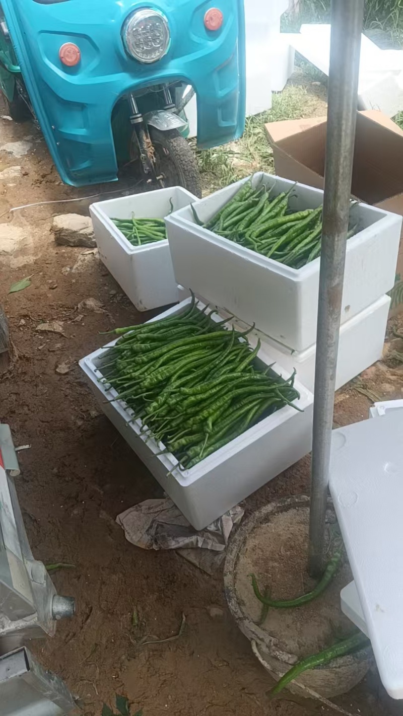 线椒，二荆条，太阳花玉米大量上市