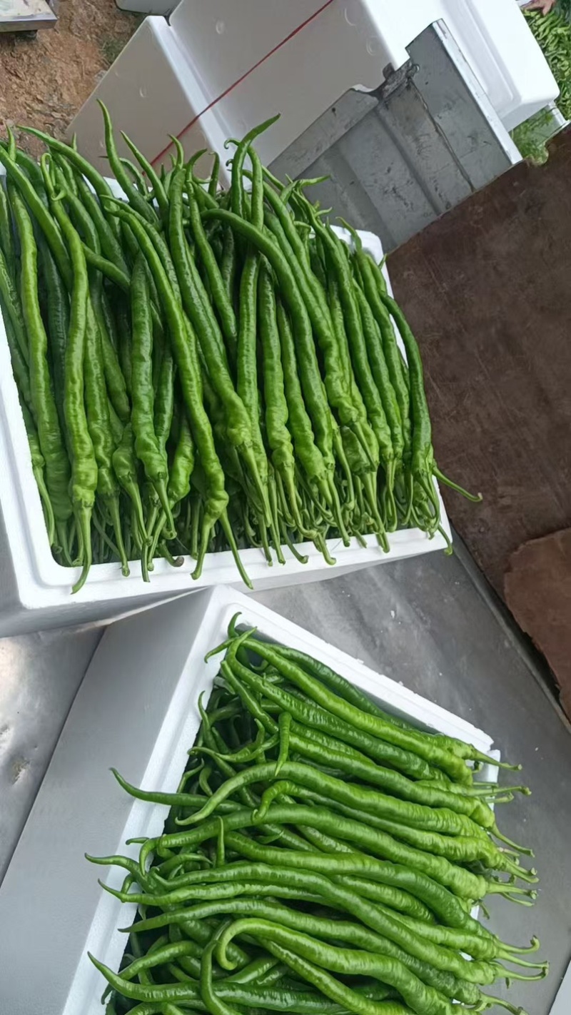 线椒，二荆条，太阳花玉米大量上市