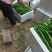 线椒，二荆条，太阳花玉米大量上市