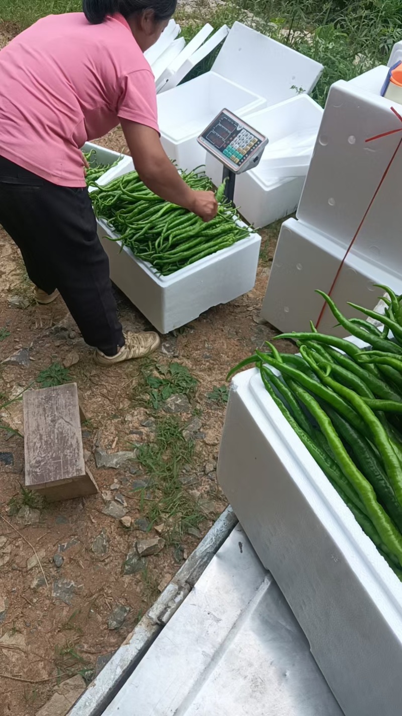 线椒，二荆条，太阳花玉米大量上市