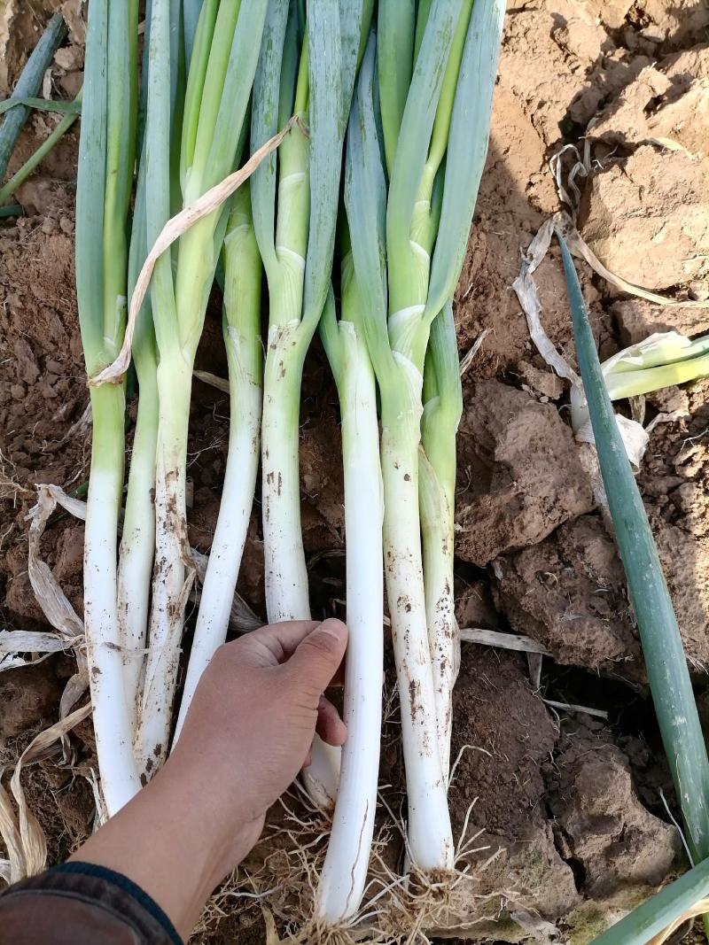 甘肃产地钢葱高原夏菜主产区