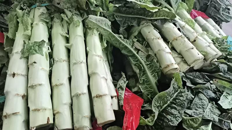 莴笋，四川乐山莴笋，三青皮莴笋基地现货直发量大从优