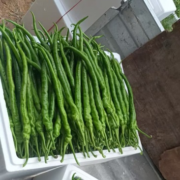 线椒，二荆条，太阳花玉米大量上市