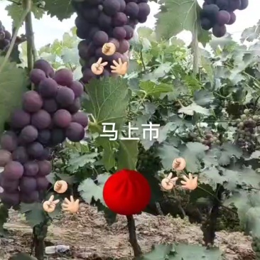 精品巨丰葡萄