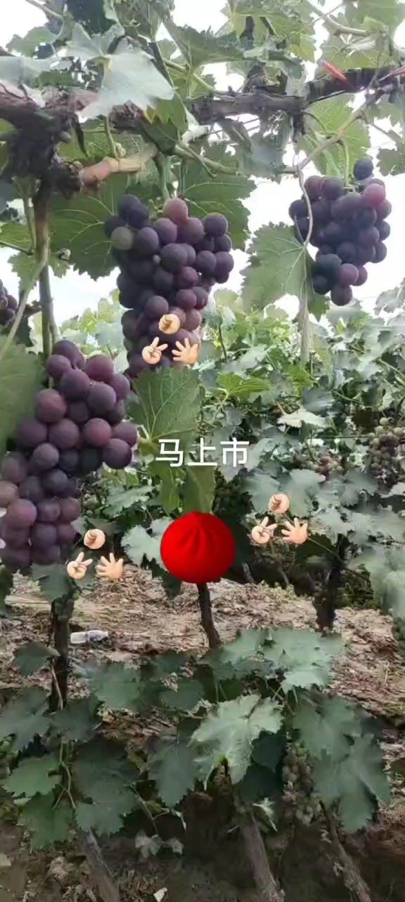 精品巨丰葡萄