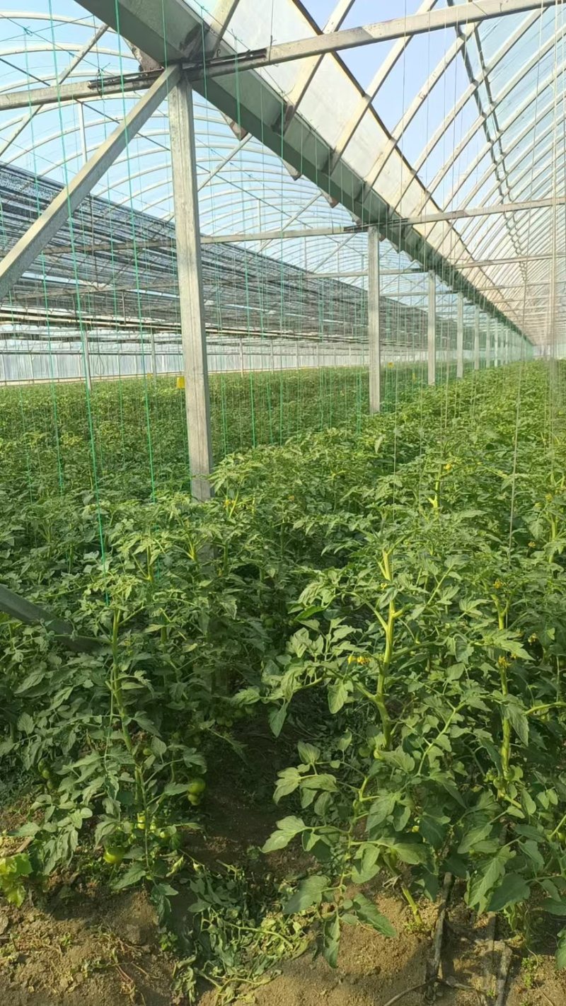 辽宁正宗碱地柿子产地直发现摘现发量大从优欢迎咨询