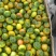 辽宁正宗碱地柿子产地直发现摘现发量大从优欢迎咨询