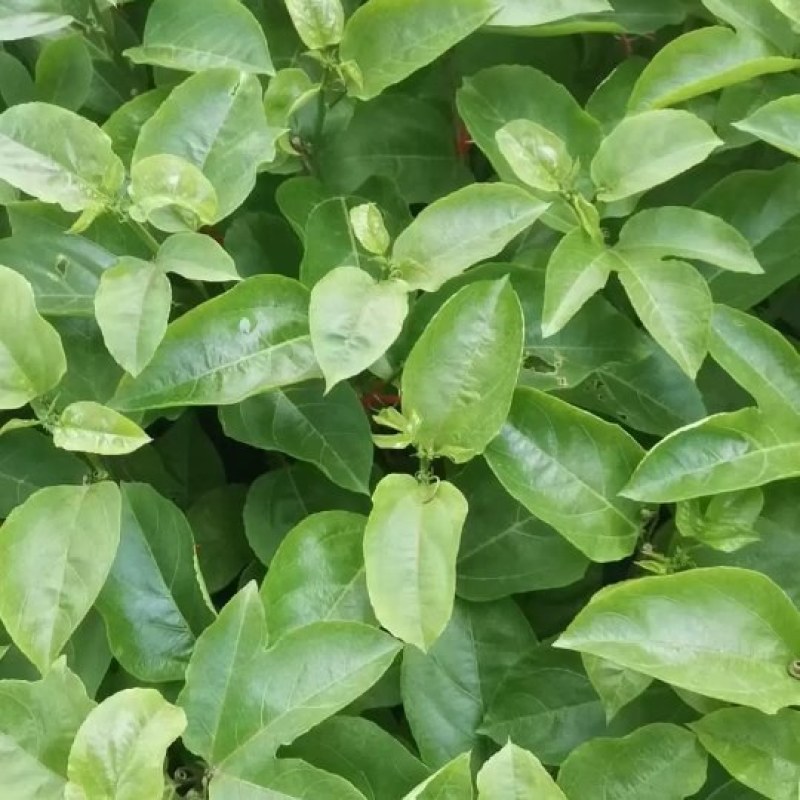 黄金百香果