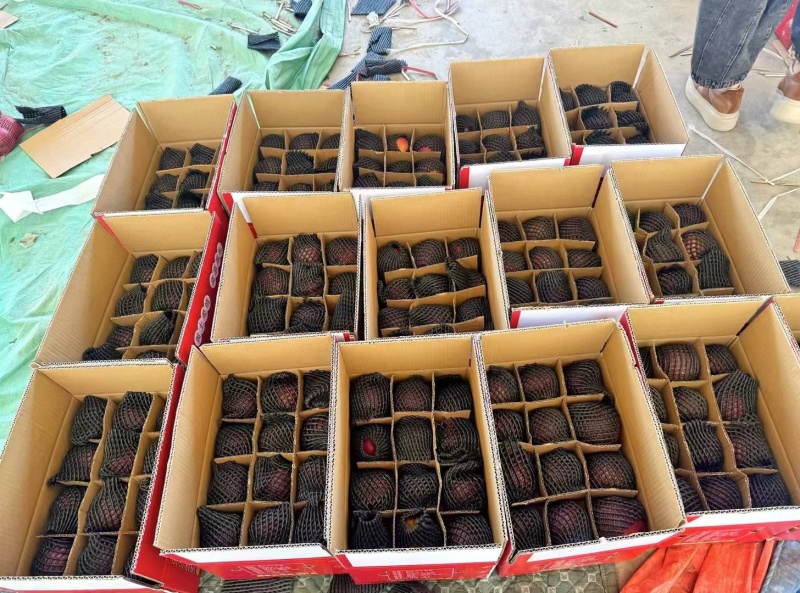 甘肃天水花牛苹果供应链一件代发