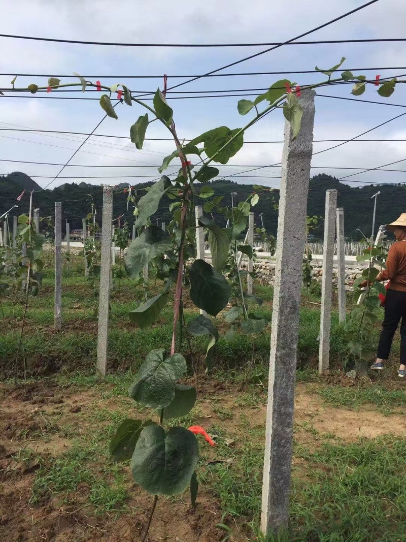 嫁接红心猕猴桃苗一年二年三年苗规格齐全量大价优提供技术指