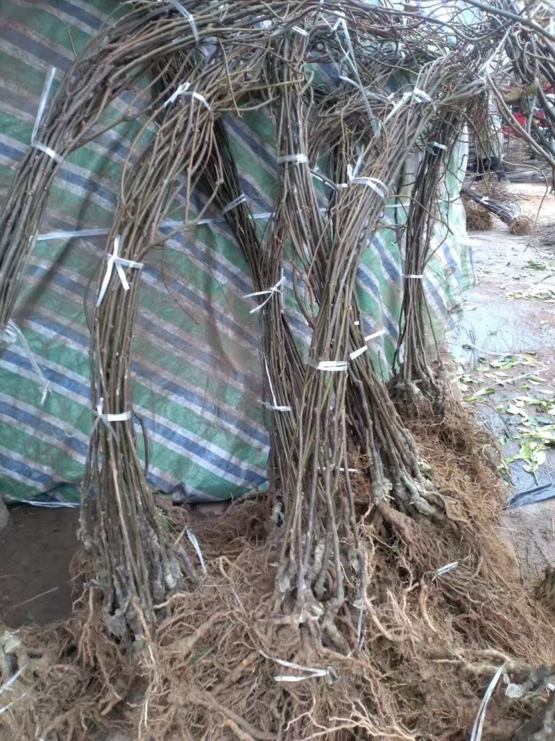 嫁接红心猕猴桃苗一年二年三年苗规格齐全量大价优提供技术指