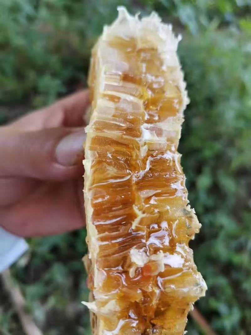 土蜂蜜