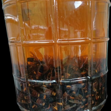 土蜂泡酒，野山蜂泡酒