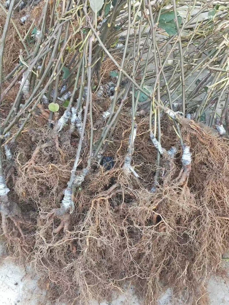 嫁接红心猕猴桃苗一年二年三年苗规格齐全量大价优提供技术指