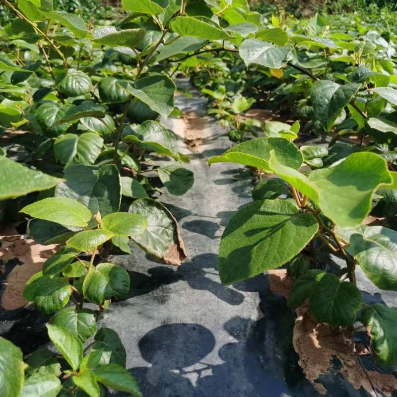 嫁接东红心猕猴桃苗提供技术指导基地直发常年经营品种多规格齐全